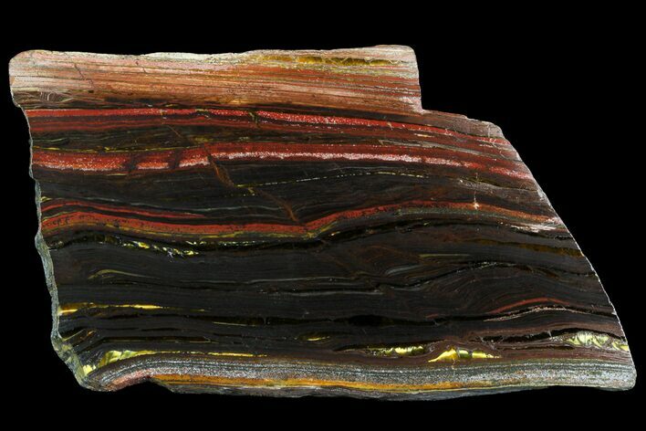 Polished Tiger Iron Stromatolite - ( Billion Years) #75839